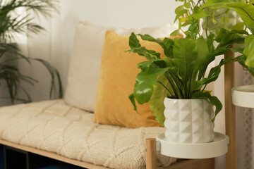 Beautiful green houseplants near comfortable bench indoors, space for text. Interior design