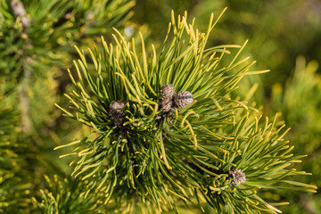 Pinus mugo Ophir with beautiful brown last year's cones against  blurred background of gold-tipped needles. Selective focus. Close-up. Golden variety of dwarf mountain pine. Nature for design.