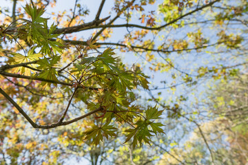 acer platanoides Charles Joly against skies