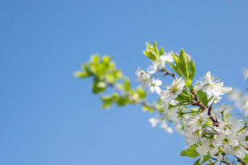 Spring flowering. White flowers on a tree against a clear blue sky in clear sunny weather. Flowering fruit tree. Spring mood.