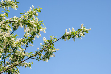 Spring flowering. White flowers on a tree against a clear blue sky in clear sunny weather. Flowering fruit tree. Spring mood.