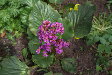 Bergenia in bloom at springtime
