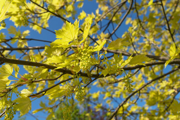 blooming acer platanoides Nizeti