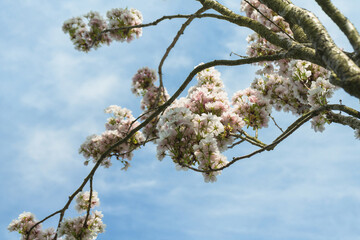 cerasus subhirtella pendula  in bloom