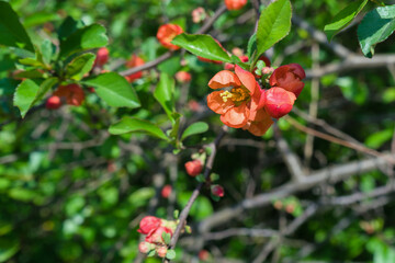 chinese quince in bloom