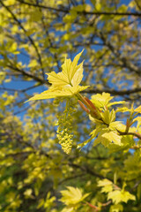 close up view of acer platanoides Nizeti leaves at spring
