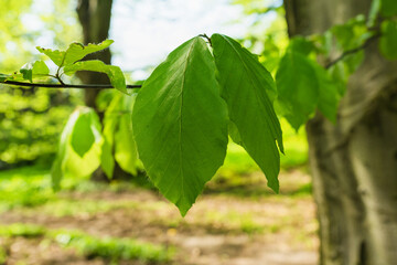 Obraz premium close up view of leaves of fagus sylvatica Atropunicea