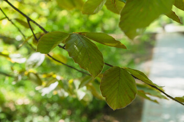 leaves of fagus sylvatica Atropunicea