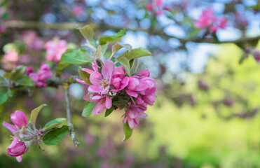Malus niedzwetzkyana, or Niedzwetzky's apple at spring