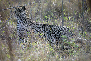 Alert leopard amongst long grasses, South Africa
