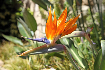 Obraz na płótnie Canvas Bird of Paradise flower, South Africa 