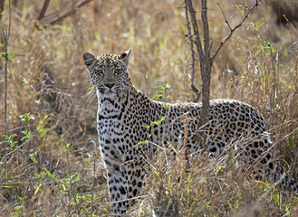 Naklejka na ściany i meble Leopard amongst long grasses, South Africa 