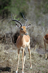 Male impala on watch, South Africa
