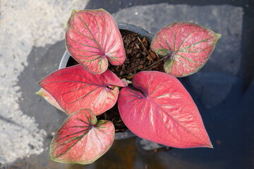 Fototapeta premium caladium bicolor in pot great plant for decorate garden