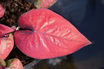 caladium bicolor  in pot great plant for decorate garden