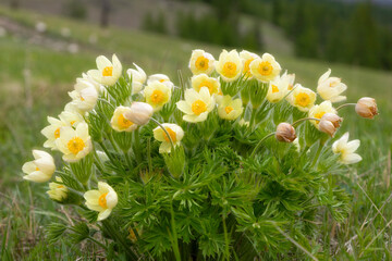 Big bush of blooming Pulsatilla patens