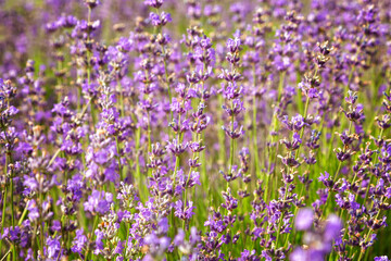 Naklejka premium Purple color lavender flower field closeup background
