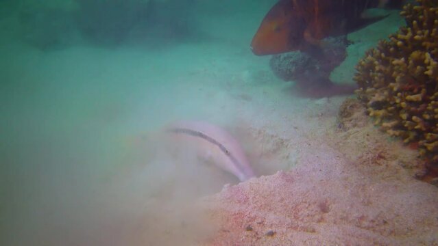 Red-breasted splendour wrasse (Cheilinus fasciatus) catches food near a mullet burrowing in the sand near a coral reef in the Red Sea