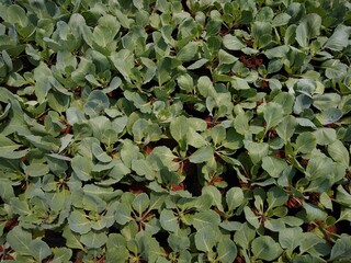 Fototapeta na wymiar Brassica oleracea plant growing in a farm