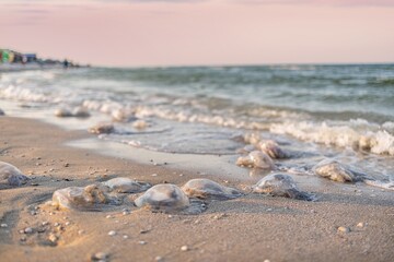 Dead jellyfish lie on a sandy shore signed by water on the Sea of Azov