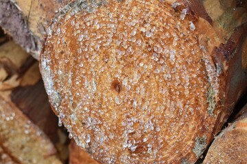 Drops of resin fall from a trunk in a pile of chopped wood closeup