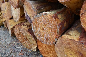 Drops of resin fall from a trunk in a pile of chopped wood closeup
