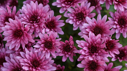 Pink Chrysanthemums in the autumn garden .Background of many small pink flowers of Chrysanthemum. Beautiful autumn flower background. Chrysanthemums Flowers blooming in garden at spring day. 