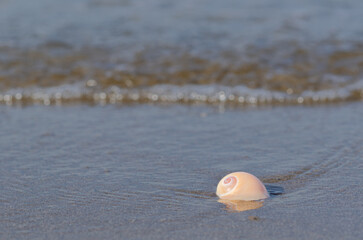 An empty shell on wet clean sand with small wave from the sea on the beach. Travel and vacation concept.