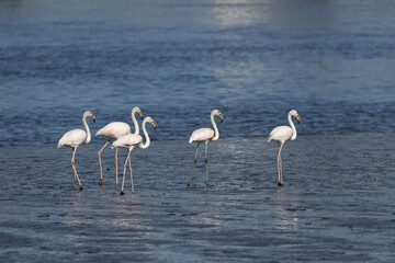 Flamencos alimentandose en el agua.