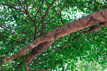 The mystical tree has a trunk across the middle. Take a photo from below use as wallpaper