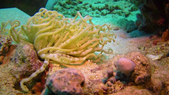 Anemone tentacles in a coral biocenosis with tropical fish on a reef in the Red Sea, Egypt