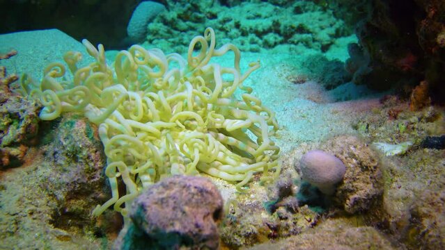 Anemone tentacles in a coral biocenosis with tropical fish on a reef in the Red Sea, Egypt