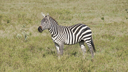 Fototapeta na wymiar The plain zebra walks and grazes on the green plains of Kenya. Zebra in the pasture.