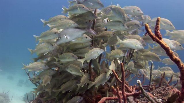 A flock school of tropical fish on the reef in search of food. Amazing, beautiful underwater marine life world of sea creatures in Red Sea. Scuba diving and tourism.