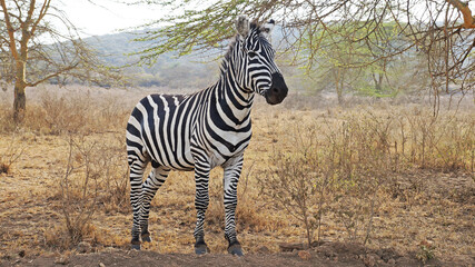 The plain zebra walks and grazes on the green plains of Kenya. Zebra in the pasture.