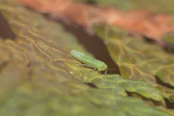 insect Empoasca vitis on a leaf