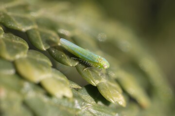 insect Empoasca vitis on a leaf