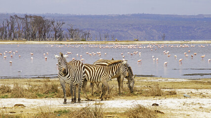 Fototapeta na wymiar A herd of lowland zebras graze on the shores of Lake Nakuru in Kenya. A herd of zebras in the middle of the African savannah graze on trout among acacias.