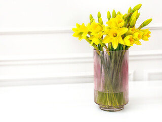 Front view of bouquet of fresh yellow narcissus daffodils  flowers  in pink vase over white  background.