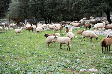 Obraz na płótnie Canvas Rebaño de ovejas pasastando oen la pradera