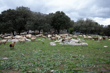 Rebaño de ovejas  pasastando oen la pradera