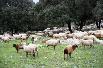 Obraz na płótnie Canvas Rebaño de ovejas pasastando oen la pradera