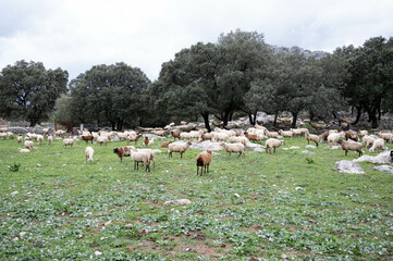 Rebaño de ovejas  pasastando oen la pradera
