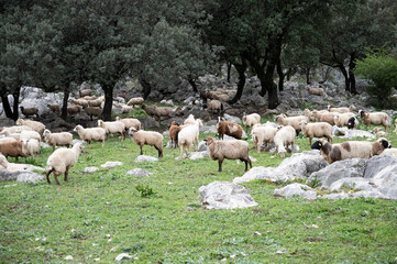 Obraz premium Rebaño de ovejas pasastando oen la pradera