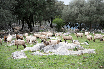 Rebaño de ovejas  pasastando oen la pradera