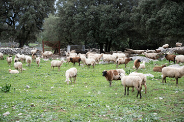 Rebaño de ovejas  pasastando oen la pradera