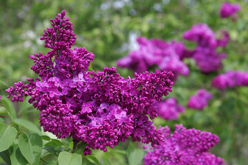 Bright blooms of spring Lilac bush. Spring blue lilac flowers close-up on blurred background. Bouquet of purple flowers. Blossoming flower purple lilac in the spring. Beautiful lilac flowers