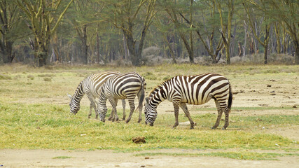 Fototapeta na wymiar A herd of lowland zebras graze on the shores of Lake Nakuru in Kenya. A herd of zebras in the middle of the African savannah graze on trout among acacias.