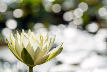 Obraz premium キラキラをバックに薄い黄色の睡蓮の花