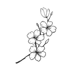 illustration flower sakura flowers branch patterns abstract nature black and white